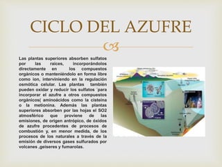 
CICLO DEL AZUFRE
Las plantas superiores absorben sulfatos
por las raíces, incorporándolos
directamente en los compuestos
orgánicos o manteniéndolo en forma libre
como ion, interviniendo en la regulación
osmótica celular. Las plantas también
pueden oxidar y reducir los sulfatos ´para
incorporar el azufre a otros compuestos
orgánicos( aminoácidos como la cisteína
o la metionina. Además las plantas
superiores absorben por las hojas el SO2
atmosférico que proviene de las
emisiones, de origen antrópico, de óxidos
de azufre procedentes de procesos de
combustión y, en menor medida, de los
procesos de los naturales a través de la
emisión de diversos gases sulfurados por
volcanes ,geiseres y fumarolas.
 