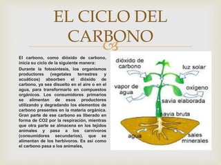 
EL CICLO DEL
CARBONO
El carbono, como dióxido de carbono,
inicia su ciclo de la siguiente manera:
Durante la fotosíntesis, los organismos
productores (vegetales terrestres y
acuáticos) absorben el dióxido de
carbono, ya sea disuelto en el aire o en el
agua, para transformarlo en compuestos
orgánicos. Los consumidores primarios
se alimentan de esos productores
utilizando y degradando los elementos de
carbono presentes en la materia orgánica.
Gran parte de ese carbono es liberado en
forma de CO2 por la respiración, mientras
que otra parte se almacena en los tejidos
animales y pasa a los carnívoros
(consumidores secundarios), que se
alimentan de los herbívoros. Es así como
el carbono pasa a los animales,
 