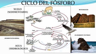 CICLO DEL FÓSFORO
(SEDIMENTACIÓN MARINA)
METEORIZACIÓN
AFLORAMIENTO TECTÓNICO
 
