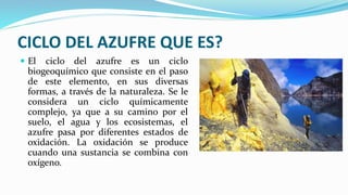 CICLO DEL AZUFRE QUE ES?
 El ciclo del azufre es un ciclo
biogeoquímico que consiste en el paso
de este elemento, en sus diversas
formas, a través de la naturaleza. Se le
considera un ciclo químicamente
complejo, ya que a su camino por el
suelo, el agua y los ecosistemas, el
azufre pasa por diferentes estados de
oxidación. La oxidación se produce
cuando una sustancia se combina con
oxígeno.
 