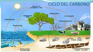 CICLO DEL CARBONO
 
