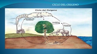 CICLO DEL OXIGENO
 