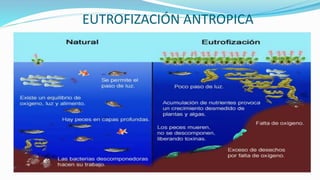 EUTROFIZACIÓN ANTROPICA
 