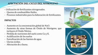 Fuente: Liliana Vela, 2011
AFECTACIÓN DEL CICLO DEL NITROGENO
- Utilización de fertilizantes nitrogenados.
- Quema de combustibles fósiles.
- Procesos industriales para la elaboración de fertilizantes.
IMPACTOS
- Aumento en la concentración global de N2O.
- Aumento de otras formas de Óxido de Nitrógeno, que
incluyen el Óxido Nítrico.
- Pérdida de nutrientes del suelo como Ca y K.
- Acidificación de los suelos
- Eutrofización de las fuentes de agua.
- Lluvias ácidas.
- Afectación de a fauna.
 
