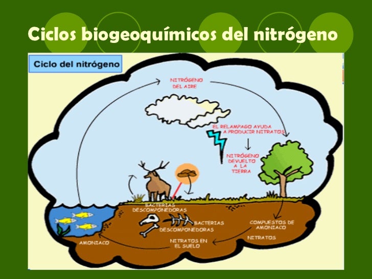 Ciclos biogeoquímicos