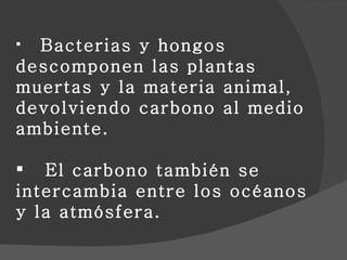 Bacterias y hongos descomponen las plantas muertas y la materia animal, devolviendo carbono al medio ambiente.  El carbono también se intercambia entre los océanos y la atmósfera.  