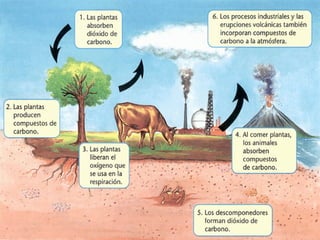 Ciclo del carbono 