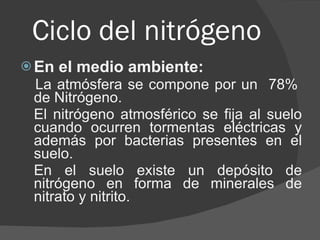 Ciclo del nitrógeno En el medio ambiente: La atmósfera se compone por un  78%  de Nitrógeno. El nitrógeno atmosférico se fija al suelo cuando ocurren tormentas eléctricas y además por bacterias presentes en el suelo. En el suelo existe un depósito de nitrógeno en forma de minerales de nitrato y nitrito. 