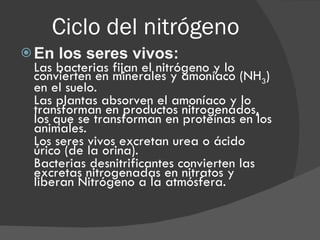 Ciclo del nitrógeno En los seres vivos:  Las bacterias fijan el nitrógeno y lo convierten en minerales y amoníaco (NH 3 ) en el suelo. Las plantas absorven el amoníaco y lo transforman en productos nitrogenados, los que se transforman en proteínas en los animales. Los seres vivos excretan urea o ácido úrico (de la orina). Bacterias desnitrificantes convierten las excretas nitrogenadas en nitratos y liberan Nitrógeno a la atmósfera.   