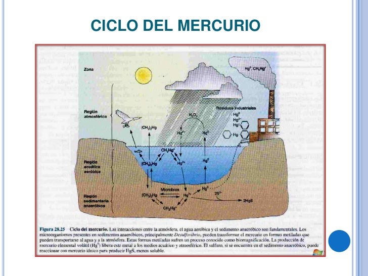 Ciclos biogeoquímicos Ciclos biogeoquímicos