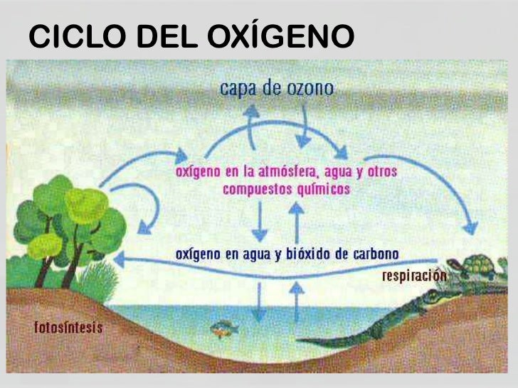 Ciclos biogeoquímicos