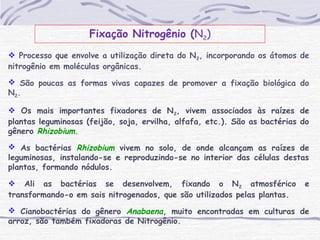 Fixação Nitrogênio (N2)
 Processo que envolve a utilização direta do N2, incorporando os átomos de
nitrogênio em moléculas orgânicas.
 São poucas as formas vivas capazes de promover a fixação biológica do
N2.
 Os mais importantes fixadores de N2, vivem associados às raízes de
plantas leguminosas (feijão, soja, ervilha, alfafa, etc.). São as bactérias do
gênero Rhizobium.
 As bactérias Rhizobium vivem no solo, de onde alcançam as raízes de
leguminosas, instalando-se e reproduzindo-se no interior das células destas
plantas, formando nódulos.
 Ali as bactérias se desenvolvem, fixando o N2 atmosférico e
transformando-o em sais nitrogenados, que são utilizados pelas plantas.
 Cianobactérias do gênero Anabaena, muito encontradas em culturas de
arroz, são também fixadoras de Nitrogênio.
 