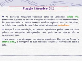  As bactérias Rhizobium funcionam como um verdadeiro adubo vivo,
fornecendo à planta os sais de nitrogênio necessários a seu desenvolvimento.
Em contrapartida, a planta fornece matéria orgânica para as bactérias,
definindo uma relação de benefícios mútuos denominada mutualismo.
 Graças à essa associação, as plantas leguminosas podem viver em solos
pobres em compostos nitrogenados, nos quais outras plantas não se
desenvolvem bem.
 Ao morrer e se decompor, as plantas leguminosas liberam, na forma de
amônia (NH3), o nitrogênio de suas moléculas orgânicas, fertilizando assim o
solo.
Fixação Nitrogênio (N2)
 