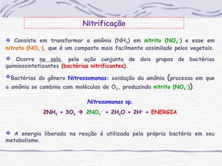Nitrificação
 Consiste em transformar a amônia (NH3) em nitrito (NO2
-
) e esse em
nitrato (NO3
-
), que é um composto mais facilmente assimilado pelos vegetais.
 Ocorre no solo, pela ação conjunta de dois grupos de bactérias
quimiossintetizantes (bactérias nitrificantes).
Bactérias do gênero Nitrossomonas: oxidação da amônia (processo em que
a amônia se combina com moléculas de O2, produzindo nitrito (NO2
-
)).
Nitrosomonas sp.
2NH3 + 3O2  2NO2
-
+ 2H2O + 2H+
+ ENERGIA
 A energia liberada na reação é utilizada pela própria bactéria em seu
metabolismo.
 