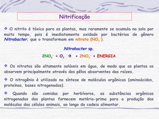 Nitrificação
 O nitrito é tóxico para as plantas, mas raramente se acumula no solo por
muito tempo, pois é imediatamente oxidado por bactérias de gênero
Nitrobacter, que o transformam em nitrato (NO3
-
).
Nitrobacter sp.
2NO2
-
+ O2  + 2NO3
-
+ ENERGIA
 Os nitratos são altamente solúveis em água, de modo que as plantas os
absorvem principalmente através dos pêlos absorventes das raízes.
 O nitrogênio é utilizado na síntese de moléculas orgânicas (aminoácidos,
proteínas, bases nitrogenadas).
 Quando são comidas por herbívoros, as substâncias orgânicas
nitrogenadas das plantas fornecem matéria-prima para a produção das
moléculas das células animais, ao longo da cadeia alimentar.
 
