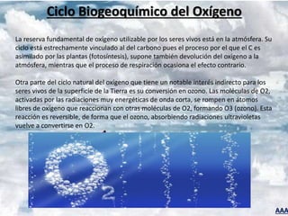 AAA
Ciclo Biogeoquímico del Oxígeno
La reserva fundamental de oxígeno utilizable por los seres vivos está en la atmósfera. Su
ciclo está estrechamente vinculado al del carbono pues el proceso por el que el C es
asimilado por las plantas (fotosíntesis), supone también devolución del oxígeno a la
atmósfera, mientras que el proceso de respiración ocasiona el efecto contrario.
Otra parte del ciclo natural del oxígeno que tiene un notable interés indirecto para los
seres vivos de la superficie de la Tierra es su conversión en ozono. Las moléculas de O2,
activadas por las radiaciones muy energéticas de onda corta, se rompen en átomos
libres de oxígeno que reaccionan con otras moléculas de O2, formando O3 (ozono). Esta
reacción es reversible, de forma que el ozono, absorbiendo radiaciones ultravioletas
vuelve a convertirse en O2.
 