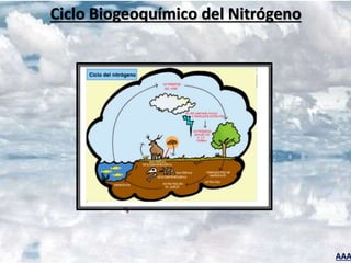 AAA
Ciclo Biogeoquímico del Nitrógeno
 