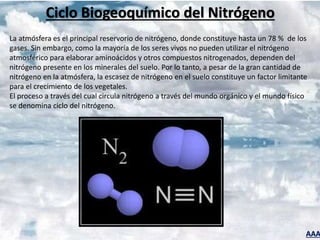 AAA
Ciclo Biogeoquímico del Nitrógeno
La atmósfera es el principal reservorio de nitrógeno, donde constituye hasta un 78 % de los
gases. Sin embargo, como la mayoría de los seres vivos no pueden utilizar el nitrógeno
atmosférico para elaborar aminoácidos y otros compuestos nitrogenados, dependen del
nitrógeno presente en los minerales del suelo. Por lo tanto, a pesar de la gran cantidad de
nitrógeno en la atmósfera, la escasez de nitrógeno en el suelo constituye un factor limitante
para el crecimiento de los vegetales.
El proceso a través del cual circula nitrógeno a través del mundo orgánico y el mundo físico
se denomina ciclo del nitrógeno.
 