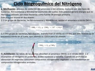 AAA
Ciclo Biogeoquímico del Nitrógeno
2_Nitrificación: proceso de oxidación del amoníaco o ion amonio, realizado por dos tipos de
bacterias: Nitrosomonas y Nitrobacter (comunes del suelo). Este proceso genera energía que es
liberada y utilizada por estas bacterias como fuente de energía primaria.
Este proceso ocurre en dos etapas:
2.1 Un grupo de bacterias, las Nitrosomonas y Nitrococcus, oxidan el amoníaco a nitrito (NO2):
2.2 Otro grupo de bacterias, Nitrobacter, transforman el nitrito en nitrato, por este motivo no se
encuentra nitrito en el suelo, que además es tóxico para las plantas.
3_Asimilación: las raíces de las plantas absorben el amoníaco (NH3) o el nitrato (NO3 -), e
incorporan el nitrógeno en proteínas, ácidos nucleicos y clorofila. Cuando los animales se
alimentan de vegetales consumen compuestos nitrogenados vegetales y los transforman en
compuestos nitrogenados animales.
 