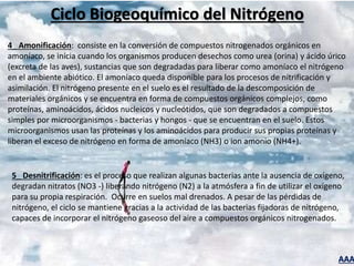 AAA
Ciclo Biogeoquímico del Nitrógeno
4_ Amonificación: consiste en la conversión de compuestos nitrogenados orgánicos en
amoníaco, se inicia cuando los organismos producen desechos como urea (orina) y ácido úrico
(excreta de las aves), sustancias que son degradadas para liberar como amoníaco el nitrógeno
en el ambiente abiótico. El amoníaco queda disponible para los procesos de nitrificación y
asimilación. El nitrógeno presente en el suelo es el resultado de la descomposición de
materiales orgánicos y se encuentra en forma de compuestos orgánicos complejos, como
proteínas, aminoácidos, ácidos nucleicos y nucleótidos, que son degradados a compuestos
simples por microorganismos - bacterias y hongos - que se encuentran en el suelo. Estos
microorganismos usan las proteínas y los aminoácidos para producir sus propias proteínas y
liberan el exceso de nitrógeno en forma de amoníaco (NH3) o ion amonio (NH4+).
5_ Desnitrificación: es el proceso que realizan algunas bacterias ante la ausencia de oxígeno,
degradan nitratos (NO3 -) liberando nitrógeno (N2) a la atmósfera a fin de utilizar el oxígeno
para su propia respiración. Ocurre en suelos mal drenados. A pesar de las pérdidas de
nitrógeno, el ciclo se mantiene gracias a la actividad de las bacterias fijadoras de nitrógeno,
capaces de incorporar el nitrógeno gaseoso del aire a compuestos orgánicos nitrogenados.
 