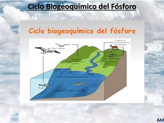 AAA
Ciclo Biogeoquímico del Fósforo
 