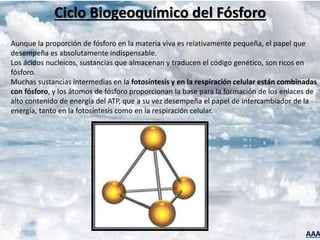 AAA
Ciclo Biogeoquímico del Fósforo
Aunque la proporción de fósforo en la materia viva es relativamente pequeña, el papel que
desempeña es absolutamente indispensable.
Los ácidos nucleicos, sustancias que almacenan y traducen el código genético, son ricos en
fósforo.
Muchas sustancias intermedias en la fotosíntesis y en la respiración celular están combinadas
con fósforo, y los átomos de fósforo proporcionan la base para la formación de los enlaces de
alto contenido de energía del ATP, que a su vez desempeña el papel de intercambiador de la
energía, tanto en la fotosíntesis como en la respiración celular.
 