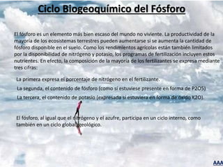 AAA
Ciclo Biogeoquímico del Fósforo
El fósforo es un elemento más bien escaso del mundo no viviente. La productividad de la
mayoría de los ecosistemas terrestres pueden aumentarse si se aumenta la cantidad de
fósforo disponible en el suelo. Como los rendimientos agrícolas están también limitados
por la disponibilidad de nitrógeno y potasio, los programas de fertilización incluyen estos
nutrientes. En efecto, la composición de la mayoría de los fertilizantes se expresa mediante
tres cifras:
La primera expresa el porcentaje de nitrógeno en el fertilizante.
La segunda, el contenido de fósforo (como sí estuviese presente en forma de P2O5)
La tercera, el contenido de potasio (expresada sí estuviera en forma de óxido K2O).
El fósforo, al igual que el nitrógeno y el azufre, participa en un ciclo interno, como
también en un ciclo global, geológico.
 