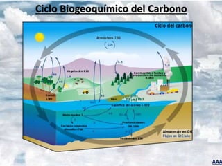AAA
Ciclo Biogeoquímico del Carbono
 