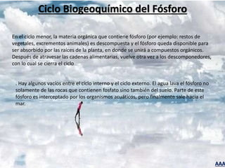 AAA
Ciclo Biogeoquímico del Fósforo
En el ciclo menor, la materia orgánica que contiene fósforo (por ejemplo: restos de
vegetales, excrementos animales) es descompuesta y el fósforo queda disponible para
ser absorbido por las raíces de la planta, en donde se unirá a compuestos orgánicos.
Después de atravesar las cadenas alimentarias, vuelve otra vez a los descomponedores,
con lo cual se cierra el ciclo
. Hay algunos vacíos entre el ciclo interno y el ciclo externo. El agua lava el fósforo no
solamente de las rocas que contienen fosfato sino también del suelo. Parte de este
fósforo es interceptado por los organismos acuáticos, pero finalmente sale hacia el
mar.
 