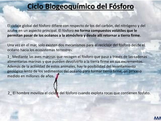 AAA
Ciclo Biogeoquímico del Fósforo
El ciclaje global del fósforo difiere con respecto de los del carbón, del nitrógeno y del
azufre en un aspecto principal. El fósforo no forma compuestos volátiles que le
permitan pasar de los océanos a la atmósfera y desde allí retornar a tierra firme.
Una vez en el mar, solo existen dos mecanismos para el reciclaje del fósforo desde el
océano hacia los ecosistemas terrestres:
1_ Mediante las aves marinas que recogen el fósforo que pasa a través de las cadenas
alimentarias marinas y que pueden devolverlo a la tierra firme en sus excrementos.
Además de la actividad de estos animales, hay la posibilidad del levantamiento
geológico lento de los sedimentos del océano para formar tierra firme, un proceso
medido en millones de años.
2_ El hombre moviliza el ciclaje del fósforo cuando explota rocas que contienen fosfato.
 