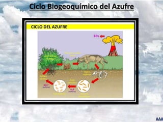 AAA
Ciclo Biogeoquímico del Azufre
 