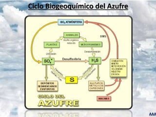 AAA
Ciclo Biogeoquímico del Azufre
 