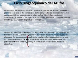 AAA
Ciclo Biogeoquímico del Azufre
Las bacterias desempeñan un papel crucial en el reciclaje del azufre. Cuando está
presente en el aire, la descomposición de los compuestos del azufre (incluyendo la
descomposición de las proteínas) produce sulfato (SO4=). Bajo condiciones
anaeróbicas, el ácido sulfúrico (gas de olor a huevos en putrefacción) y el sulfuro de
dimetilo (CH3SCH3) son los productos principales.
Cuando estos últimos gases llegan a la atmósfera, son oxidados y se convierten en
bióxido de azufre. La oxidación posterior del bióxido de azufre y su disolución en
el agua de lluvia produce ácido sulfhídrico y sulfatos, formas principalmente bajo
las cuales regresa el azufre a los ecosistemas terrestres. El carbón mineral y el
petróleo contienen también azufre y su combustión libera bióxido de azufre a la
atmósfera.
 