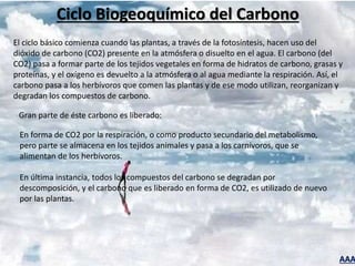 AAA
Ciclo Biogeoquímico del Carbono
El ciclo básico comienza cuando las plantas, a través de la fotosíntesis, hacen uso del
dióxido de carbono (CO2) presente en la atmósfera o disuelto en el agua. El carbono (del
CO2) pasa a formar parte de los tejidos vegetales en forma de hidratos de carbono, grasas y
proteínas, y el oxígeno es devuelto a la atmósfera o al agua mediante la respiración. Así, el
carbono pasa a los herbívoros que comen las plantas y de ese modo utilizan, reorganizan y
degradan los compuestos de carbono.
Gran parte de éste carbono es liberado:
En forma de CO2 por la respiración, o como producto secundario del metabolismo,
pero parte se almacena en los tejidos animales y pasa a los carnívoros, que se
alimentan de los herbívoros.
En última instancia, todos los compuestos del carbono se degradan por
descomposición, y el carbono que es liberado en forma de CO2, es utilizado de nuevo
por las plantas.
 