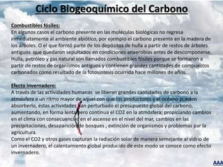 AAA
Ciclo Biogeoquímico del Carbono
Combustibles fósiles:
En algunos casos el carbono presente en las moléculas biológicas no regresa
inmediatamente al ambiente abiótico, por ejemplo el carbono presente en la madera de
los árboles. O el que formó parte de los depósitos de hulla a partir de restos de árboles
antiguos que quedaron sepultados en condiciones anaerobias antes de descomponerse.
Hulla, petróleo y gas natural son llamados combustibles fósiles porque se formaron a
partir de restos de organismos antiguos y contienen grandes cantidades de compuestos
carbonados como resultado de la fotosíntesis ocurrida hace millones de años.
Efecto invernadero:
A través de las actividades humanas se liberan grandes cantidades de carbono a la
atmósfera a un ritmo mayor de aquel con que los productores y el océano pueden
absorberlo, éstas actividades han perturbado el presupuesto global del carbono,
aumentando, en forma lenta pero continua el CO2 en la atmósfera; propiciando cambios
en el clima con consecuencias en el ascenso en el nivel del mar, cambios en las
precipitaciones, desaparición de bosques , extinción de organismos y problemas par la
agricultura.
Como el CO2 y otros gases capturan la radiación solar de manera semejante al vidrio de
un invernadero, el calentamiento global producido de este modo se conoce como efecto
invernadero.
 