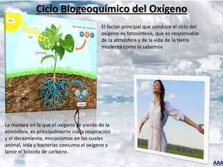 AAA
El factor principal que conduce el ciclo del
oxígeno es fotosíntesis, que es responsable
de la atmósfera y de la vida de la tierra
moderna como la sabemos
La manera en la que el oxígeno se pierde de la
atmósfera, es principalmente vía la respiración
y el decaimiento, mecanismos en los cuales
animal, vida y bacterias consuma el oxígeno y
lance el bióxido de carbono.
Ciclo Biogeoquímico del Oxígeno
 