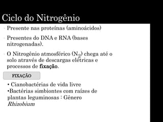 Ciclo do Nitrogênio
• Presente nas proteínas (aminoácidos)
• Presentes do DNA e RNA (bases
nitrogenadas).
• O Nitrogênio atmosférico (N2) chega até o
solo através de descargas elétricas e
processos de fixação.
FIXAÇÃO
• Cianobactérias de vida livre
•Bactérias simbiontes com raízes de
plantas leguminosas : Gênero
Rhizobium
 