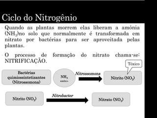Ciclo do Nitrogênio
• Quando as plantas morrem elas liberam a amônia
(NH3)no solo que normalmente é transformada em
nitrato por bactérias para ser aproveitada pelas
plantas.
• O processo de formação do nitrato chama-se:
NITRIFICAÇÃO.
Bactérias
quimiossintetizantes
(Nitrossomona)
NH3
amônia
Nitrito (NO2)
Nitrito (NO2) Nitrato (NO3)
Nitrobacter
Nitrossomona
Tóxico
 