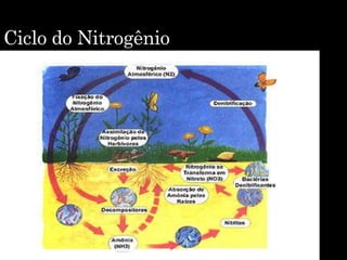 Ciclo do Nitrogênio
 