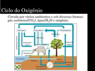 Ciclo do Oxigênio
• Circula por vários ambientes e sob diversas formas:
gás carbônico(CO2), água(H20) e oxigênio.
 