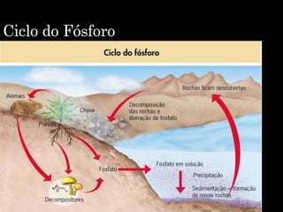 Ciclo do Fósforo
 