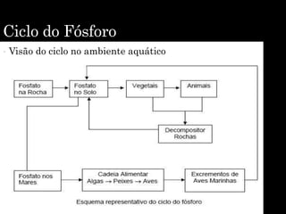 Ciclo do Fósforo
• Visão do ciclo no ambiente aquático
 