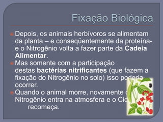  Depois,  os animais herbívoros se alimentam
  da planta – e conseqüentemente da proteína-
  e o Nitrogênio volta a fazer parte da Cadeia
  Alimentar.
 Mas somente com a participação
  destas bactérias nitrificantes (que fazem a
  fixação do Nitrogênio no solo) isso poderia
  ocorrer.
 Quando o animal morre, novamente o
  Nitrogênio entra na atmosfera e o Ciclo
       recomeça.
 