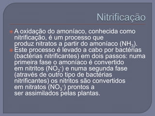 A  oxidação do amoníaco, conhecida como
  nitrificação, é um processo que
  produz nitratos a partir do amoníaco (NH3).
 Este processo é levado a cabo por bactérias
  (bactérias nitrificantes) em dois passos: numa
  primeira fase o amoníaco é convertido
  em nitritos (NO2-) e numa segunda fase
  (através de outro tipo de bactérias
  nitrificantes) os nitritos são convertidos
  em nitratos (NO3-) prontos a
  ser assimilados pelas plantas.
 