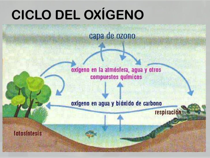 Resultado de imagen para ciclos biogeoquimicos del oxigeno