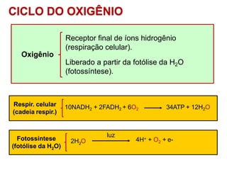 Oxigênio
Receptor final de íons hidrogênio
(respiração celular).
Liberado a partir da fotólise da H2O
(fotossíntese).
10NADH2 + 2FADH2 + 6O2 34ATP + 12H2O
Respir. celular
(cadeia respir.)
2
2H O
luz
2
4H+ + O + e-
2
Fotossíntese
(fotólise da H O)
CICLO DO OXIGÊNIO
 