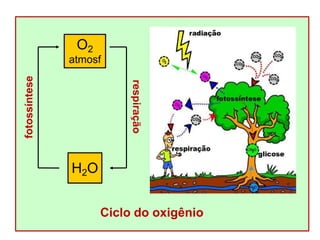 Ciclo do oxigênio
O2
atmosf
H2O
respiração
fotossíntese
 