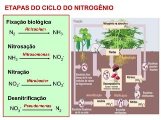 ETAPAS DO CICLO DO NITROGÊNIO
Fixação biológica
N2 NH3
Rhizobium
Nitrosação
NH3
Nitrosomonas
NO -
2
Nitração
Nitrobacter
NO2
- NO3
-
Desnitrificação
NO - Pseudomonas
N
3 2
 