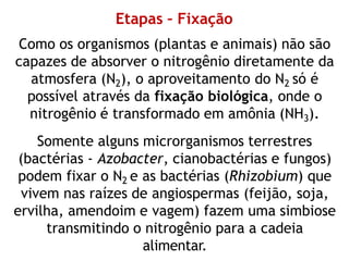 Etapas – Fixação
Como os organismos (plantas e animais) não são
capazes de absorver o nitrogênio diretamente da
atmosfera (N2), o aproveitamento do N2 só é
possível através da fixação biológica, onde o
nitrogênio é transformado em amônia (NH3).
Somente alguns microrganismos terrestres
(bactérias - Azobacter, cianobactérias e fungos)
podem fixar o N2 e as bactérias (Rhizobium) que
vivem nas raízes de angiospermas (feijão, soja,
ervilha, amendoim e vagem) fazem uma simbiose
transmitindo o nitrogênio para a cadeia
alimentar.
 