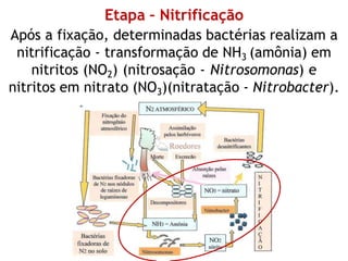 Etapa – Nitrificação
Após a fixação, determinadas bactérias realizam a
nitrificação - transformação de NH3 (amônia) em
nitritos (NO2) (nitrosação - Nitrosomonas) e
nitritos em nitrato (NO3)(nitratação - Nitrobacter).
 